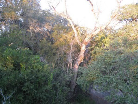 Example Coastal Bend: Floodplain Live Oak Forest.jpg