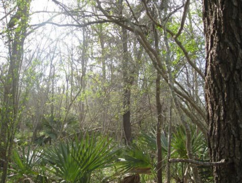 Example Coastal Bend: Floodplain Live Oak/Hardwood Forest.jpg