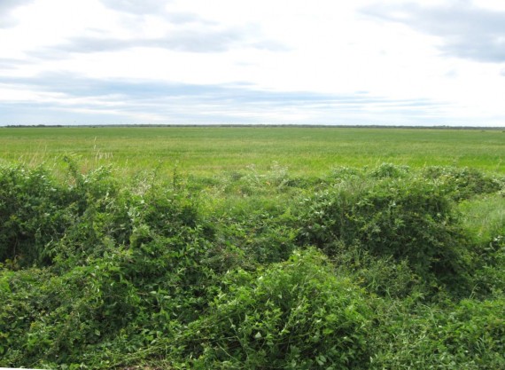 Example Columbia Bottomlands: Grassland.jpg Example Columbia Bottomlands: Grassland.jpg