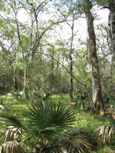 Example Columbia Bottomlands: Hardwood Forest and Woodland.jpg