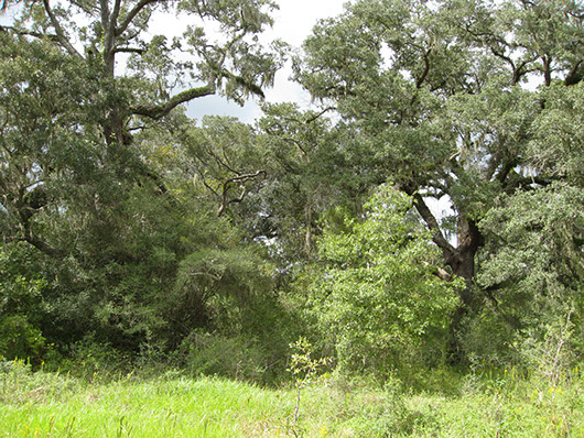 columbia bottomlands-live oak forest and woodland-813.jpg