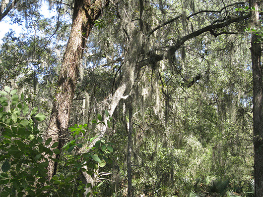 columbia bottomlands-mixed evergreen-hardwood forest and woodland-830.jpg