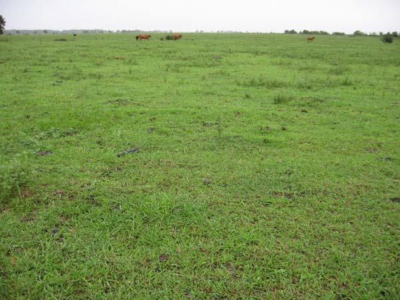 Example Columbia Bottomlands: Riparian Grassland.jpg Example Columbia Bottomlands: Riparian Grassland.jpg