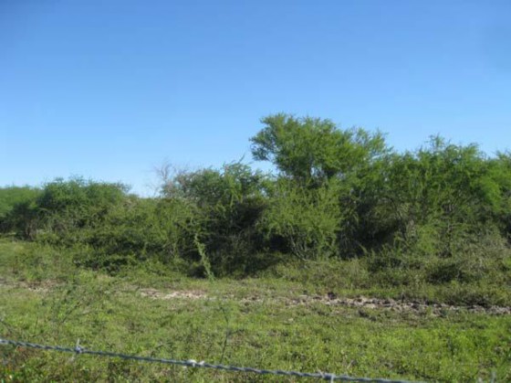 Example Columbia Bottomlands: Riparian Hardwood Forest and Woodland.jpg