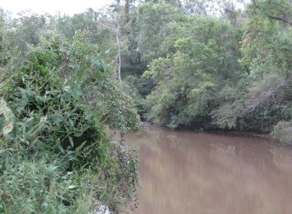 Example Columbia Bottomlands: Riparian Mixed Evergreen/Hardwood Forest and Woodland.jpg