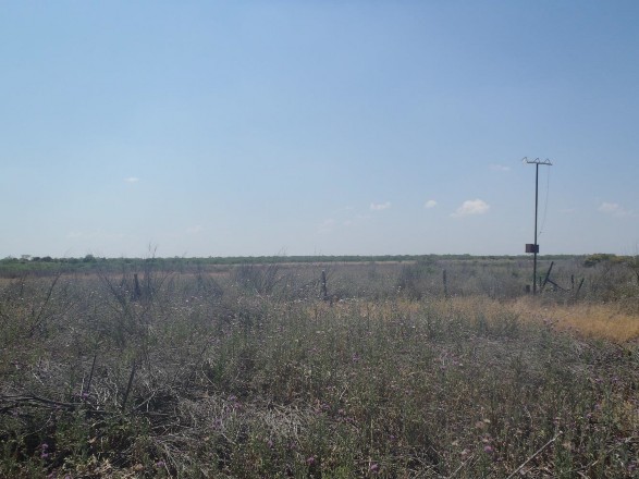 Example Edwards Plateau: Floodplain Herbaceous Wetland.jpg Example Edwards Plateau: Floodplain Herbaceous Wetland.jpg