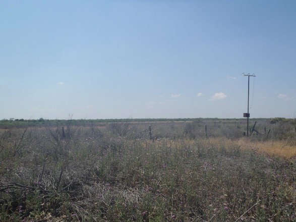 Example Edwards Plateau: Floodplain Herbaceous Wetland.jpg