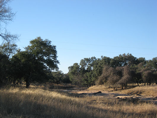 epfloodplain_liveoak_forest_site761.jpg