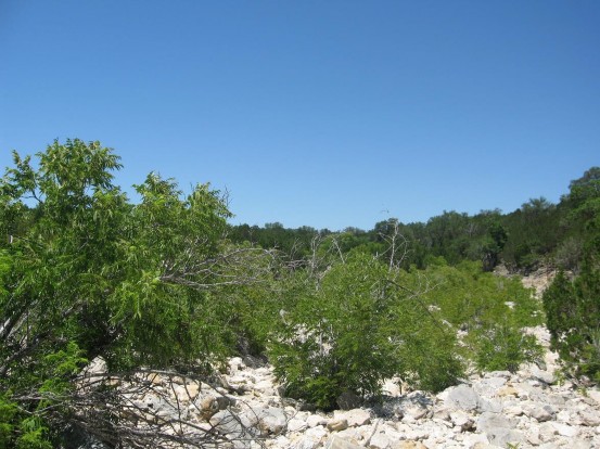 Example Edwards Plateau: Riparian Deciduous Shrubland.jpg