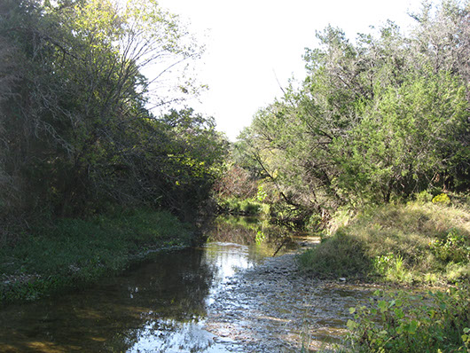 epriparian_hardwood_juniper_forest_site138.jpg