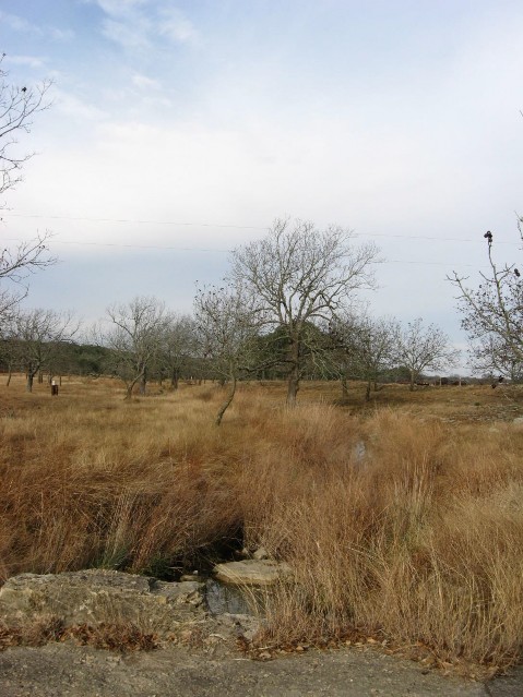 Example Edwards Plateau: Riparian Herbaceous Wetland.jpg