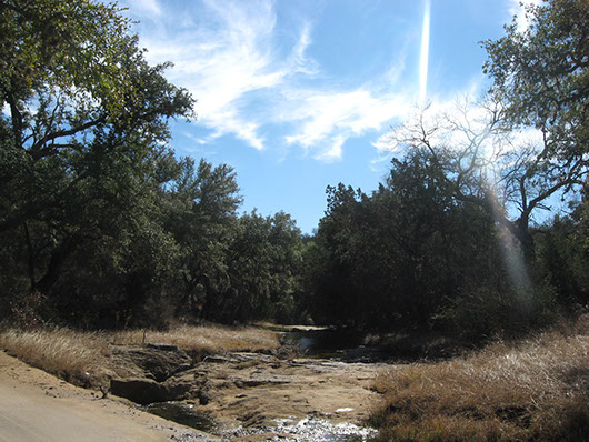 epriparian_liveoak_forest_site826.jpg