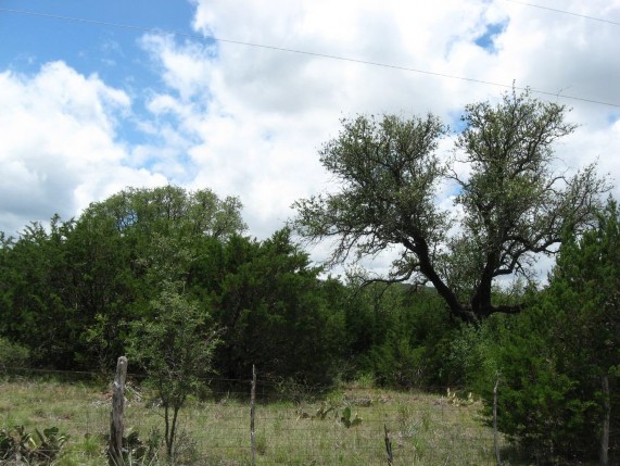 Example Trans-Pecos: Lower Montane Riparian Grassland.jpg Example Trans-Pecos: Lower Montane Riparian Grassland.jpg