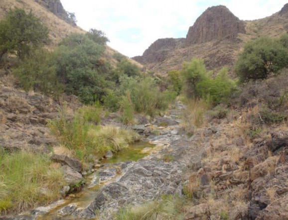 Example Trans-Pecos: Lower Montane Riparian Shrubland.jpg Example Trans-Pecos: Lower Montane Riparian Shrubland.jpg