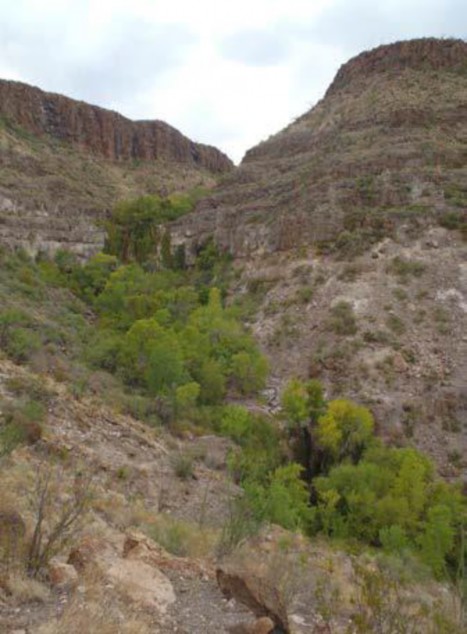 Example Trans-Pecos: Lower Montane Riparian Woodland.jpg Example Trans-Pecos: Lower Montane Riparian Woodland.jpg