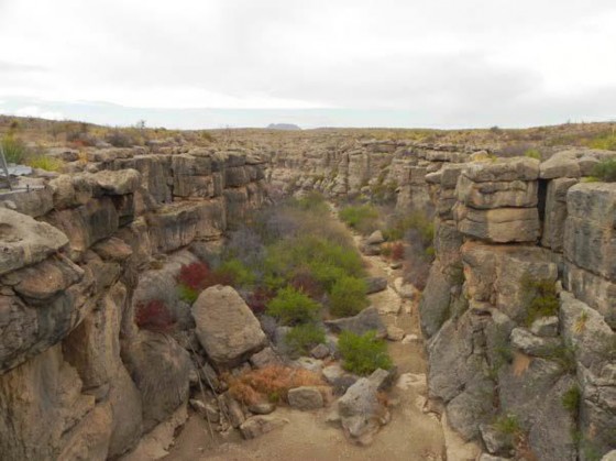 Example Trans-Pecos: Riparian Shrubland.jpg