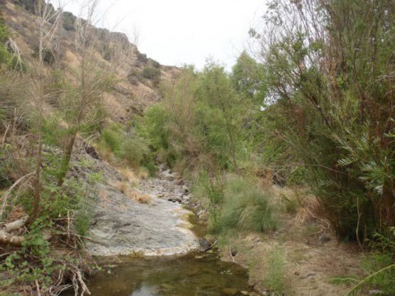 Example Trans-Pecos: Riparian Woodland.jpg Example Trans-Pecos: Riparian Woodland.jpg