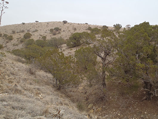 trans pecos-desert wash evergreen shrubland-1730.jpg