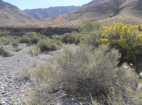 Example Trans-Pecos: Desert Wash Shrubland.jpg Example Trans-Pecos: Desert Wash Shrubland.jpg
