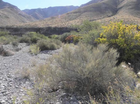 Example Trans-Pecos: Desert Wash Shrubland.jpg