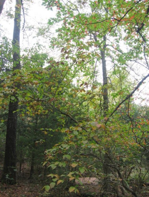 Example Red River: Floodplain Hardwood/Evergreen Forest.jpg Example Red River: Floodplain Hardwood/Evergreen Forest.jpg