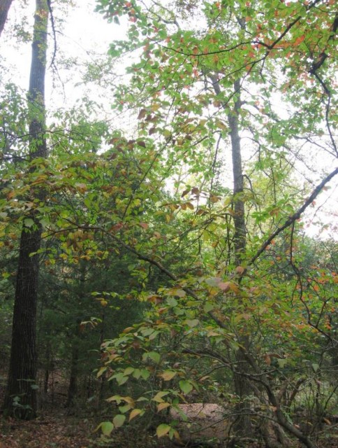 Example Red River: Floodplain Hardwood/Evergreen Forest.jpg