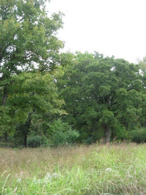 Example Red River: Floodplain Hardwood Forest.jpg Example Red River: Floodplain Hardwood Forest.jpg