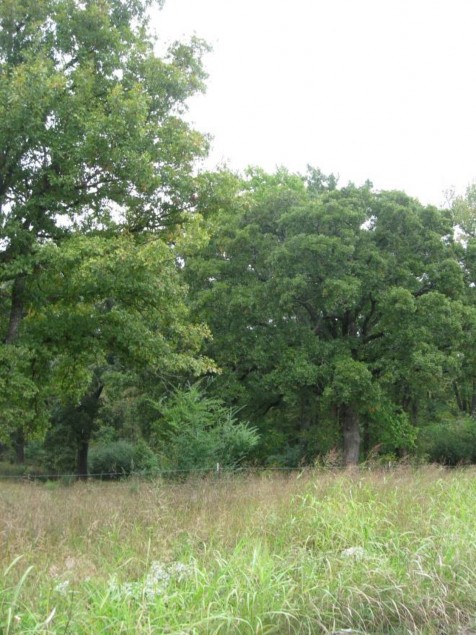 Example Red River: Floodplain Hardwood Forest.jpg