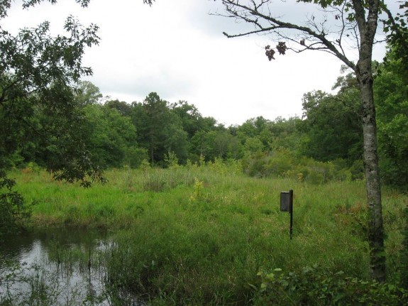 Example Red River: Floodplain Herbaceous Wetland.jpg
