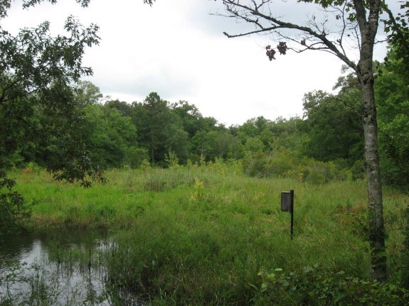 Example Red River: Floodplain Herbaceous Wetland.jpg Example Red River: Floodplain Herbaceous Wetland.jpg