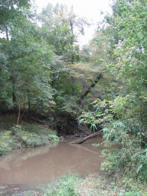 Exampl Red River: Floodplain Seasonally Flooded Hardwood Forest.jpg