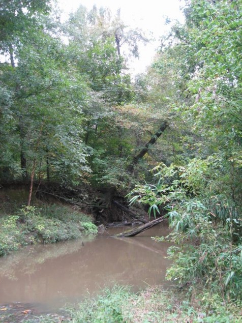 Exampl Red River: Floodplain Seasonally Flooded Hardwood Forest.jpg Exampl Red River: Floodplain Seasonally Flooded Hardwood Forest.jpg