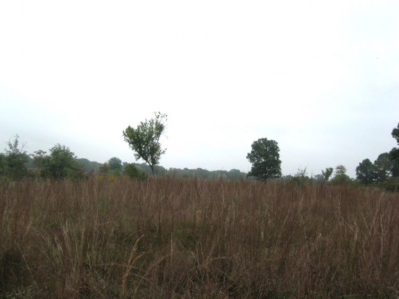 Example Red River: Floodplain Wet Prairie.jpg