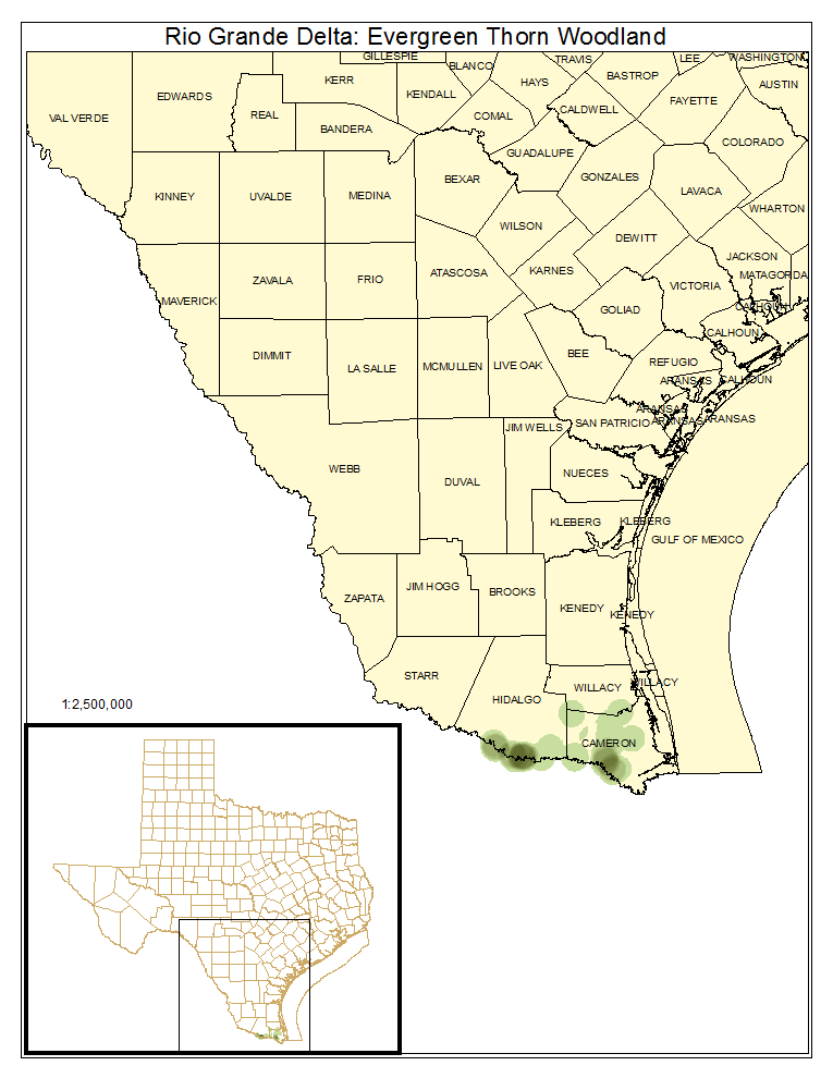 Rio Grande Delta: Evergreen Thorn Woodland and Shrubland