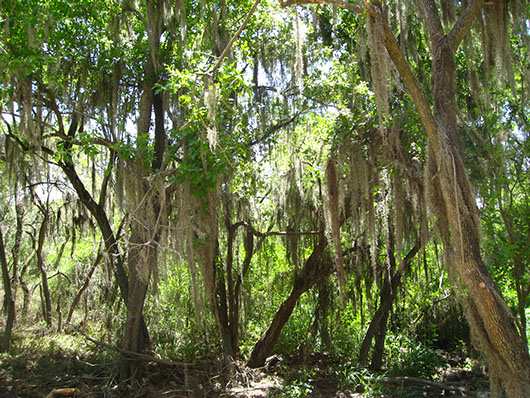 rio grand delta-evergreen thorn woodland-357.jpg