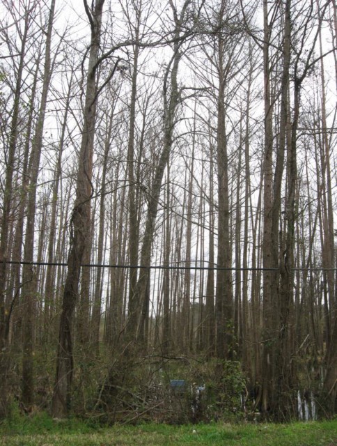 Example Central Texas: Floodplain Baldcypress Swamp.jpg