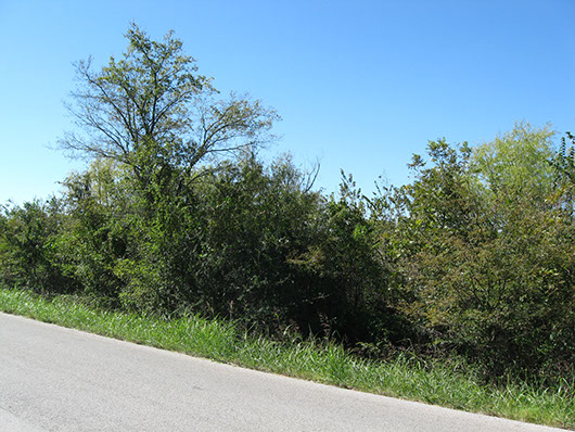 centxfloodplain_deciduous_shrubland_site325.jpg