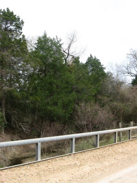 Example Central Texas: Floodplain Evergreen Forest.jpg