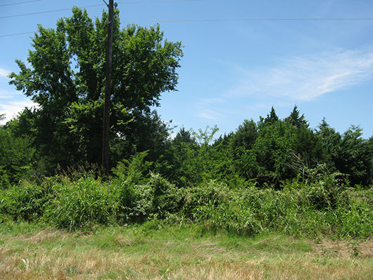 centxfloodplain_juniper_shrubland_site2403.jpg