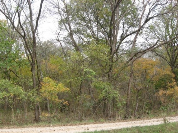 Example Central Texas: Floodplain Hardwood Forest.jpg