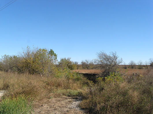 centxfloodplain_herbaceous_site552.jpg