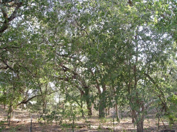 Example Central Texas: Floodplain Live Oak Forest.jpg