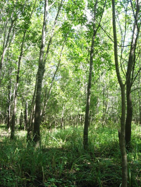Example Central Texas: Floodplain Seasonally Flooded Hardwood Forest.jpg Example Central Texas: Floodplain Seasonally Flooded Hardwood Forest.jpg