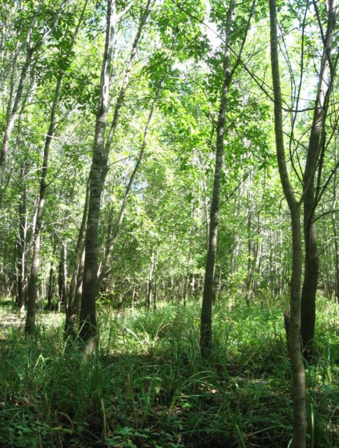 Example Central Texas: Floodplain Seasonally Flooded Hardwood Forest.jpg