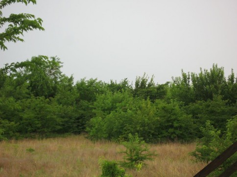 Example Central Texas: Riparian Deciduous Shrubland.jpg