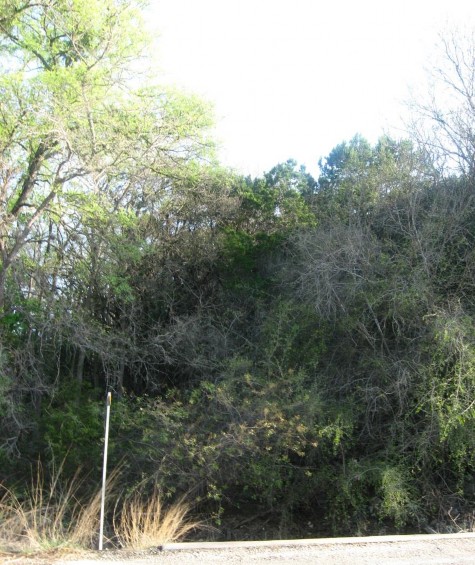 Example Central Texas: Riparian Evergreen Forest.jpg Example Central Texas: Riparian Evergreen Forest.jpg
