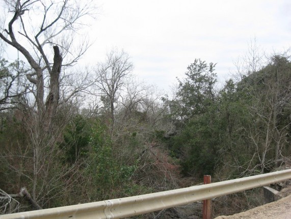 Example Central Texas: Riparian Evergreen Shrubland.jpg