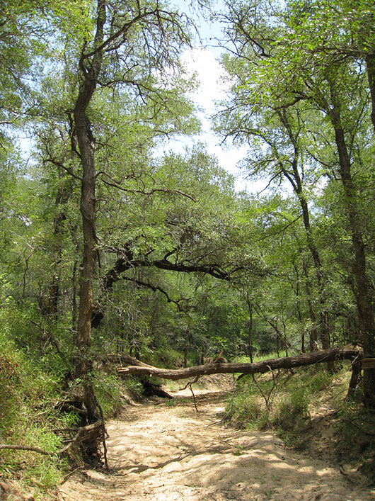 central texas-riparian hardwood-evergreen forest-195.jpg