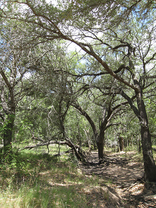 central texas-riparian live oak forest-2.jpg central texas-riparian live oak forest-2.jpg