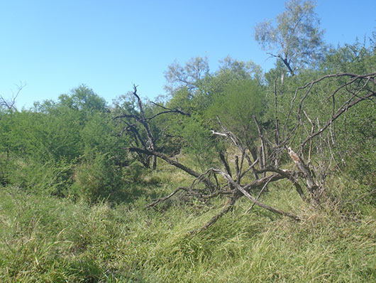 south texas-pond and laguna woodland-961.jpg south texas-pond and laguna woodland-961.jpg